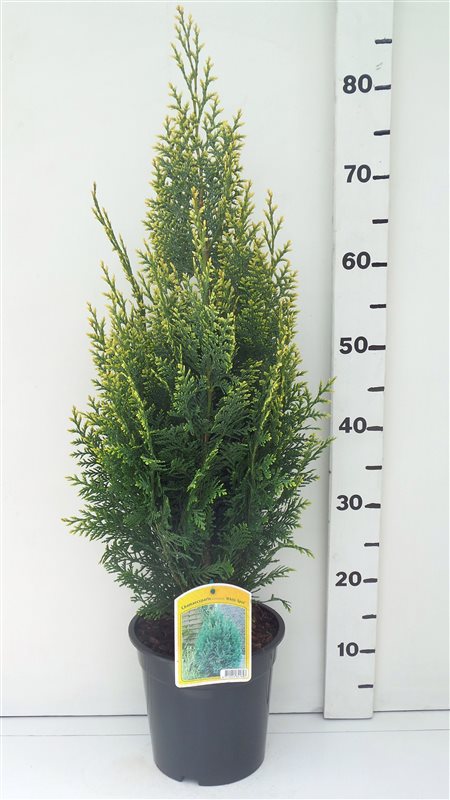 Кипарисовик лавсона Уайт Спот